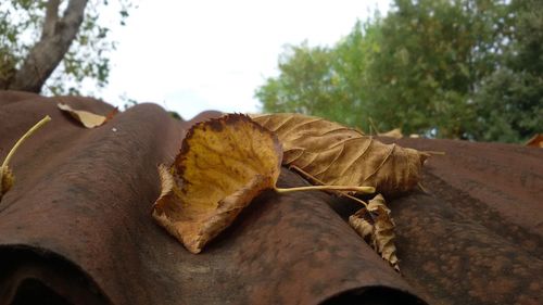 Close-up of yellow leaves on tree