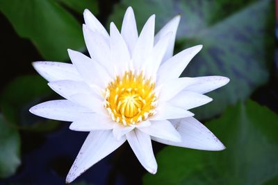 Close-up of white water lily