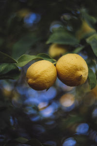 Close-up of fruits on tree