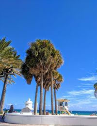 Low angle view of palm trees against blue sky