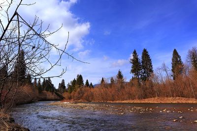 Scenic view of river amidst trees against sky