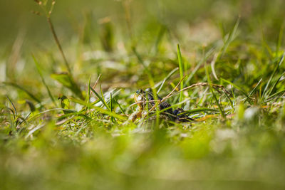 A beautiful common green water frog enjoying sunbathing in a natural habitat at the forest pond. 