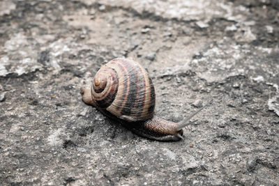 Close-up of snail