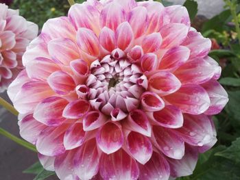 Close-up of pink flower