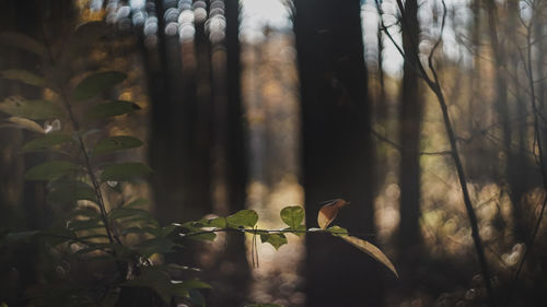 Close-up of bird on plant in forest