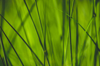Full frame shot of bamboo plants
