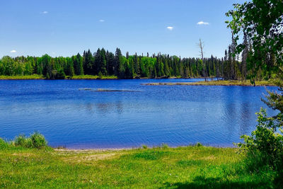 Scenic view of lake in forest