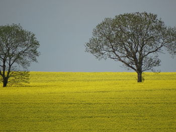 Bare trees on field