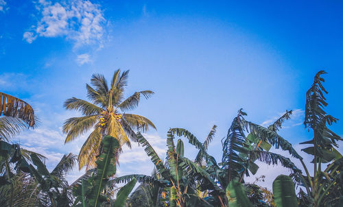 Low angle view of palm trees against blue sky
