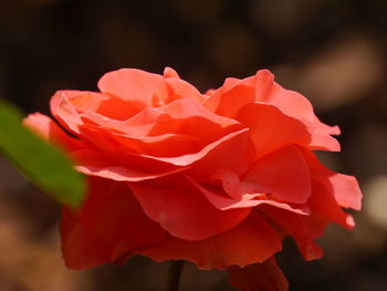 Close-up of red rose