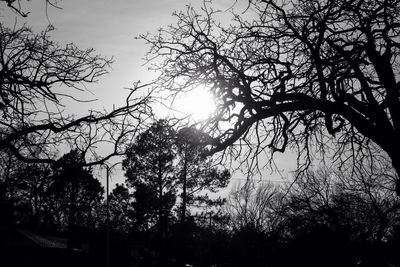 Sun shining through trees