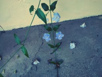 Close-up of flowers