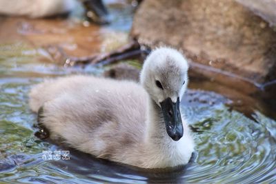 Close up of young bird in water