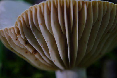 Close-up of mushroom growing on field