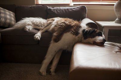 Saint bernard resting while lying on couch at home