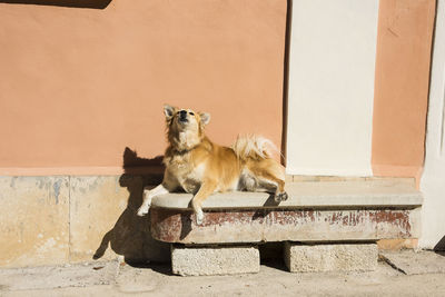 Cat lying on wall