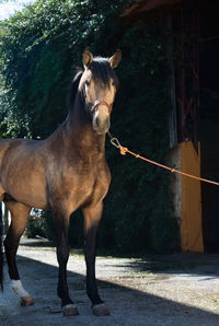 Horse standing in a farm