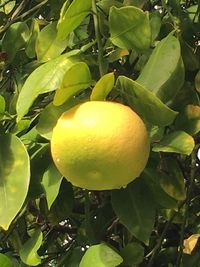 Close-up of fruit growing on tree