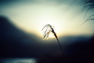 Close-up of plants against sunset