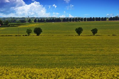 Scenic view of field against sky