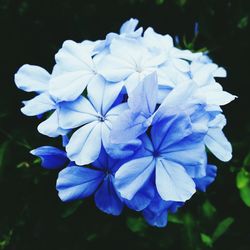 Close-up of blue flowers blooming outdoors