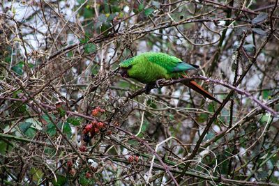 Close-up of bird perching on branch