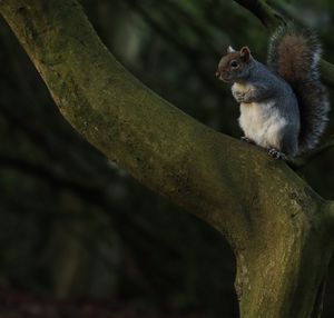 Monkey sitting on tree trunk