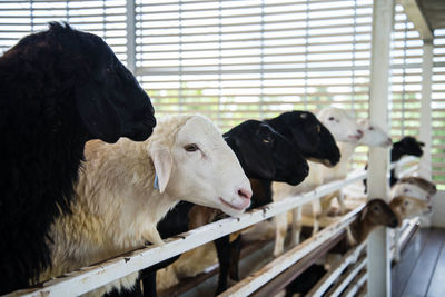 Close-up of goats standing in pen