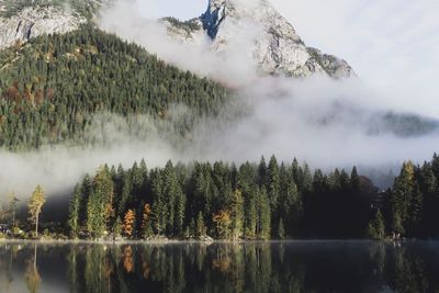 Scenic view of lake against trees in forest