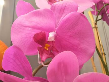 Close-up of pink flowers blooming outdoors