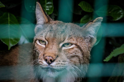 Close-up portrait of a cat