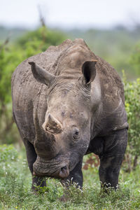 Rhinoceros standing on grass