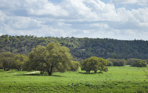 Trees on field against sky