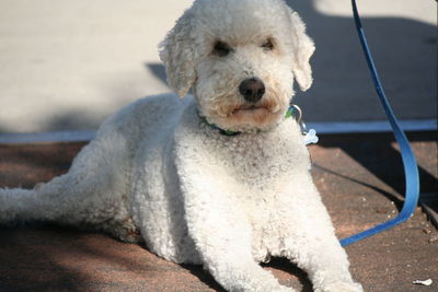 Portrait of dog sitting on boat