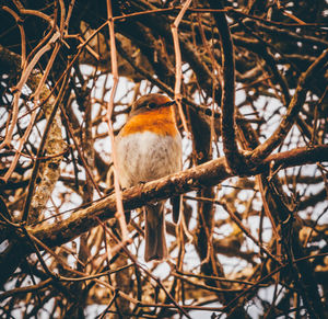 Close-up of robin perching on branch