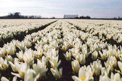 White flowering plants on field