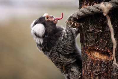 Side view of marmoset monkey on branch