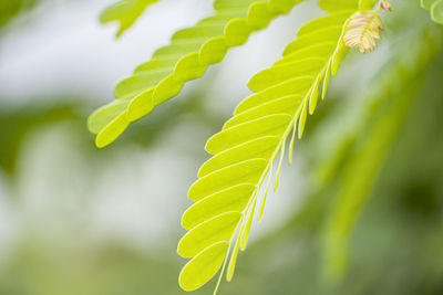 Close-up of fresh green leaves on plant