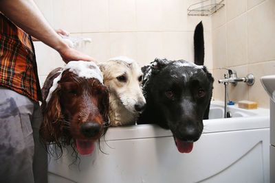 View of dog playing in bathroom