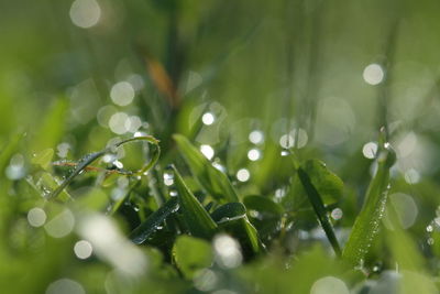 Close-up of wet plant leaves during rainy season