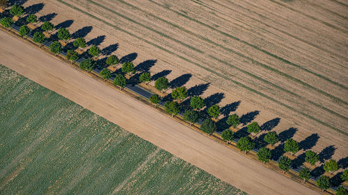 High angle view of corn field