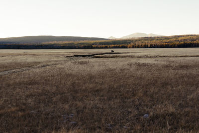 Scenic view of field against clear sky