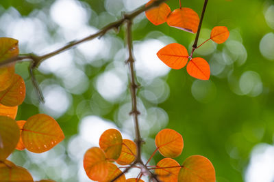 Low angle view of orange leaves on tree