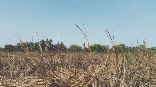 Dry grass on field against clear sky