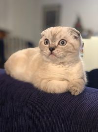 Portrait of cat relaxing on sofa at home