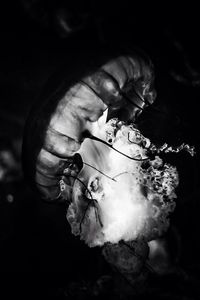 Close-up of flower against blurred background