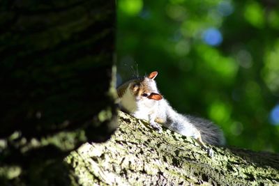 Close-up of squirrel