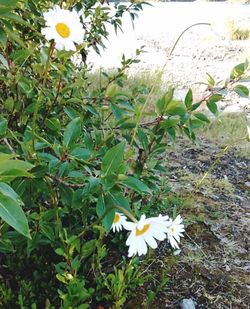 Close-up of flowers growing on plant