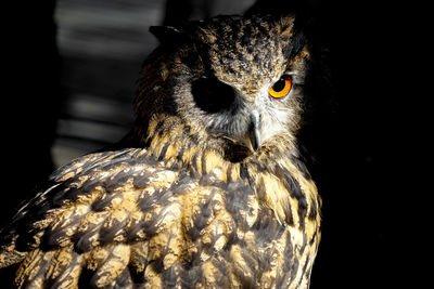bird
