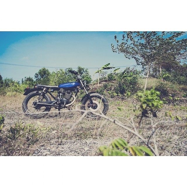 transportation, land vehicle, mode of transport, tree, bicycle, field, auto post production filter, transfer print, sky, clear sky, grass, landscape, plant, growth, day, nature, rural scene, stationary, outdoors, green color